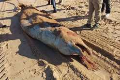 نفوق دلفين يبلغ طوله 5 أمتار بشاطئ أوريعة بمستغانم