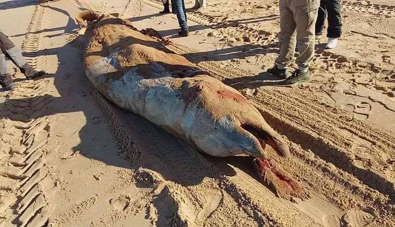 نفوق دلفين يبلغ طوله 5 أمتار بشاطئ أوريعة بمستغانم