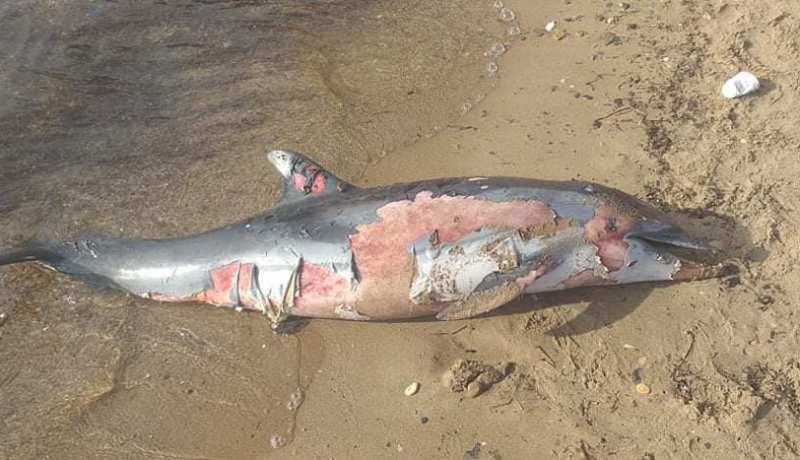 بالصور.. نفوق دلفين بشاطئ سيدي جلول في عين تموشنت