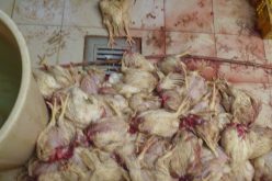 الداخلية تشكل لجنة تحقيق في فضيحة الدجاج الفاسد بتبسة