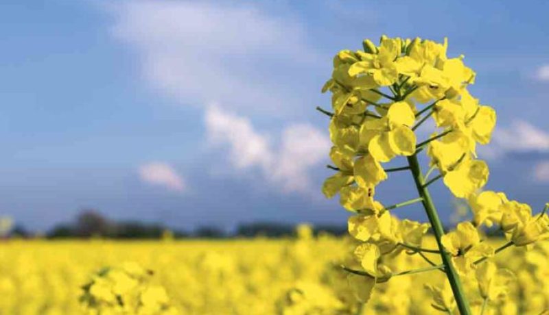 الديوان المهني للحبوب.. تخصيص 1000 هكتار لزراعة “السلجم الزيتي”