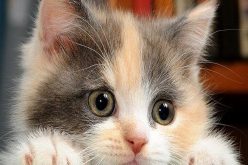 رؤية القطة في المنام