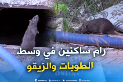 قاذورات وفئران تهدد حياة سكان حي 276 بتلمسان