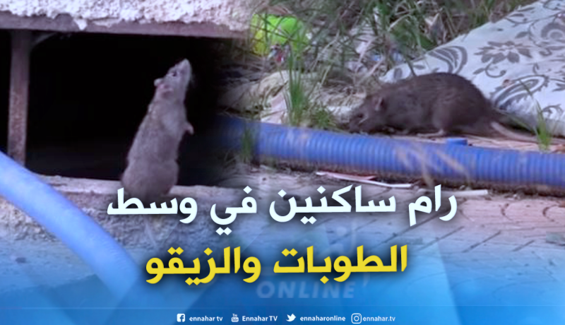 قاذورات وفئران تهدد حياة سكان حي 276 بتلمسان