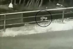 بالفيديو.. لحظات رعب بعد سقوط رضيعة من سيارة في غابة مظلمة