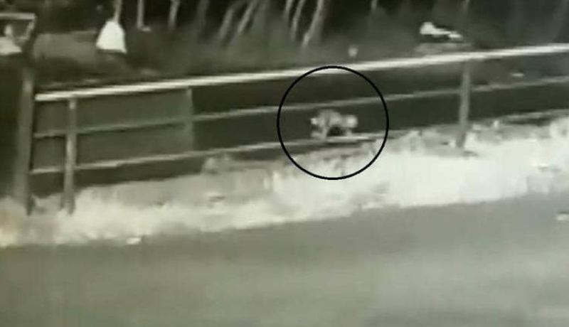 بالفيديو.. لحظات رعب بعد سقوط رضيعة من سيارة في غابة مظلمة