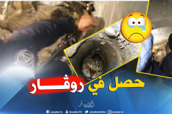 بالصور.. إنقاذ قط عالق داخل روڨار في تبسة