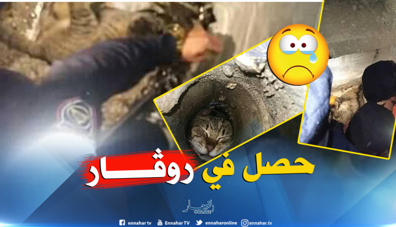 بالصور.. إنقاذ قط عالق داخل روڨار في تبسة
