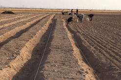نجاح أول تجربة لزراعة الزعفران في سرغين بتيارت