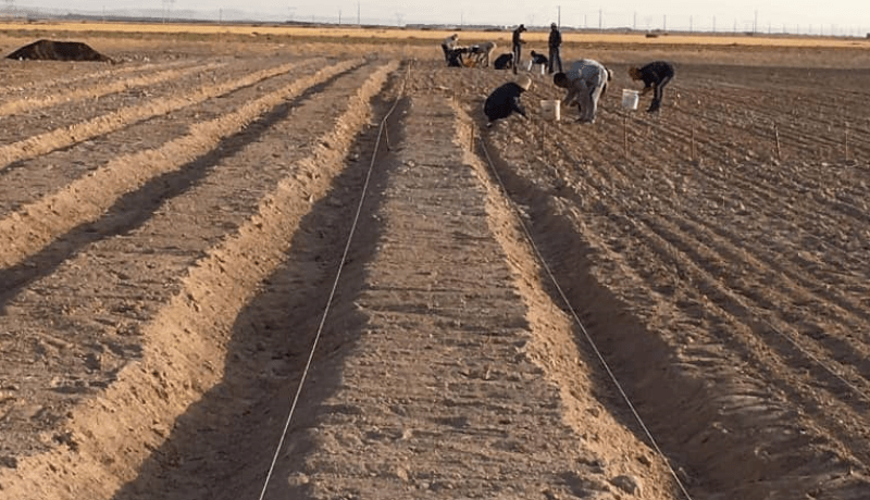 نجاح أول تجربة لزراعة الزعفران في سرغين بتيارت