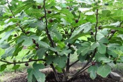 مخطط لإعادة تأهيل زراعة التين وتجفيفه بتيزي وزو