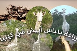 فيديو.. سلالة نادرة لزرافة بيضاء في أدغال كينيا