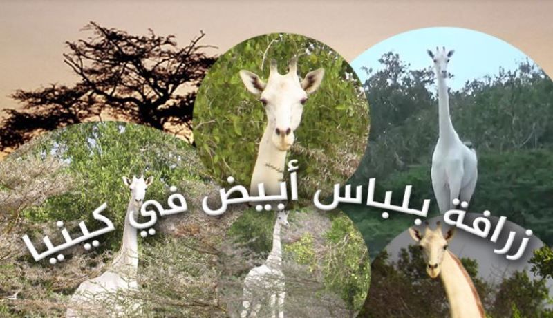 فيديو.. سلالة نادرة لزرافة بيضاء في أدغال كينيا