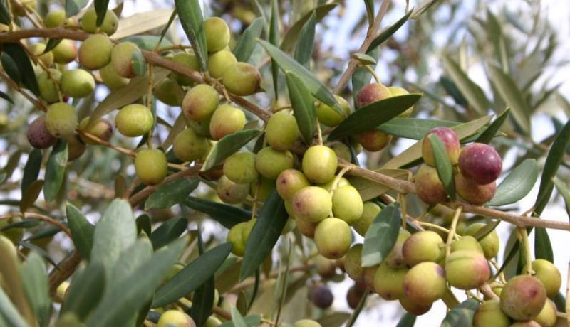 حمداني.. قطاع الفلاحة يعطي كل الأهمية لتوسيع زراعة الزيتون