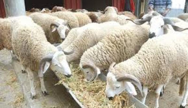 القبض على سارق المواشي بالطارف