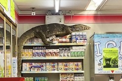 بالفيديو.. سحلية عملاقة تقتحم سوبر ماركت في تايلاند