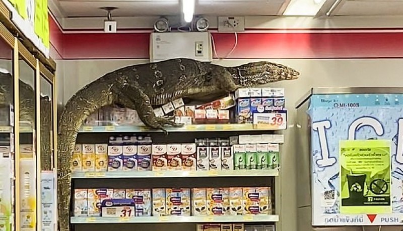 بالفيديو.. سحلية عملاقة تقتحم سوبر ماركت في تايلاند