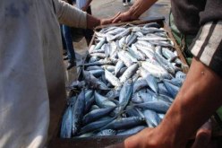 حجز 13 قنطارا من سمك السردين بالطارف