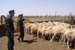 تفكيك عصابة لسرقة المواشي وإسترجاع 60 رأسا من الغنم بڨالمة