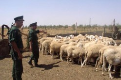 تفكيك عصابة لسرقة المواشي وقارورات الغاز بتيسمسيلت