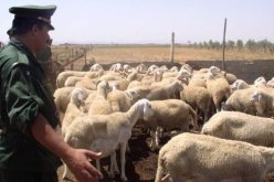 معسكر.. تفكيك شبكة مختصة بسرقة المواشي عبر ولايات الغرب