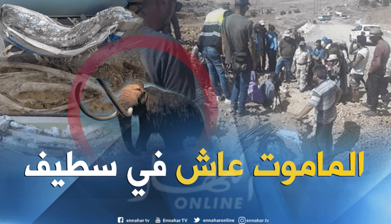 بالصور.. العثور على بقايا متحجرة لماموت بسطيف