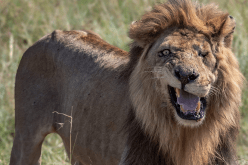 قصة وفاء.. نفوق الأسطورة “سكار فيس” أشهر أسود الأرض