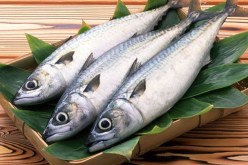 دلالة إصطياد السمك في الحلم