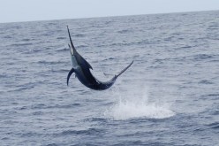 الجزائر تمنع اصطياد هذه الأسماك إلا في بداية السنة