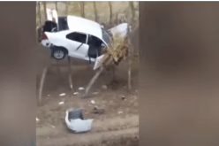 بالفيديو…”حادث غريب” سيارة محاصرة بين فروع الأشجار
