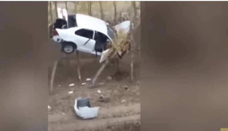 بالفيديو…”حادث غريب” سيارة محاصرة بين فروع الأشجار