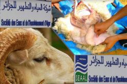 “سيال” تقدّم 5 خطوات للصرف الصحي في الأضحى