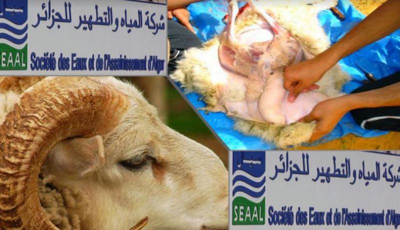 “سيال” تقدّم 5 خطوات للصرف الصحي في الأضحى