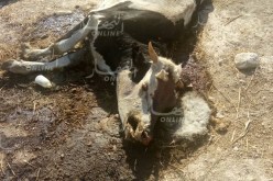 بالصور وفيديو.. كارثة بيئية تهدد بنفوق الحيوانات في سيدي بلعباس