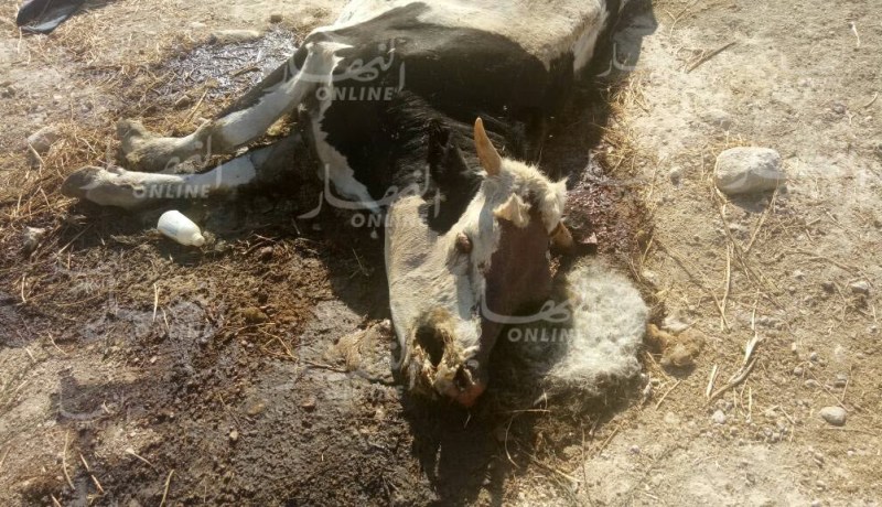 بالصور وفيديو.. كارثة بيئية تهدد بنفوق الحيوانات في سيدي بلعباس