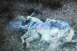 بالصور.. العثور على جثة لضبع في سيدي بلعباس
