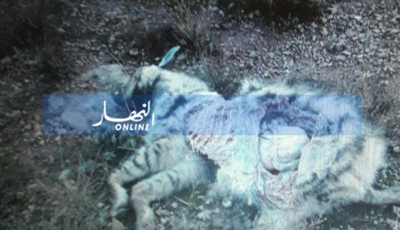 بالصور.. العثور على جثة لضبع في سيدي بلعباس