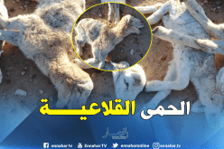 مفتش بيطري: إحصاء الفلاحين المتضررين من الحمى القلاعية… والتعويض قريبا