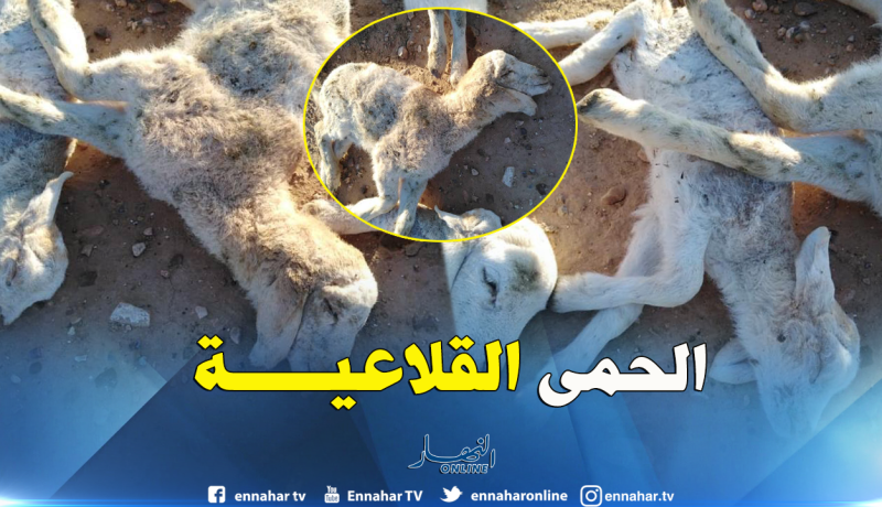 سيدي بلعباس.. التحاليل البيطرية تكشف اصابة المواشي النافقىة بالحمى القلاعية