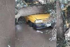 عين تموشنت: 3 وفيات بسبب سقوط شجرة على سيارة أجرة