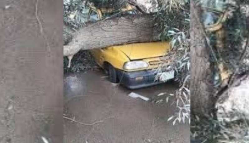 عين تموشنت: 3 وفيات بسبب سقوط شجرة على سيارة أجرة