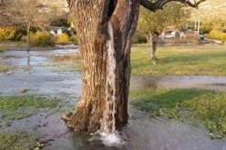 شجرة تتحول إلى نافورة تثير حيرة السكّان