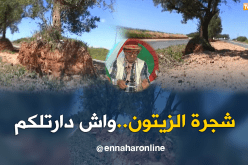 الشيخ النوي.. شاهد ما حدث للأشجار بعد إعادة تهيئة الطريق بعين تموشنت