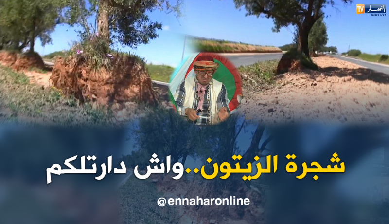 الشيخ النوي.. شاهد ما حدث للأشجار بعد إعادة تهيئة الطريق بعين تموشنت