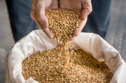 وزير الفلاحة يطمئن الموالين: سيتم تموينكم بالشعير خلال الأيام القادمة