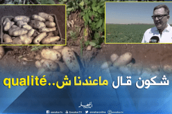 بذور البطاطا بمعايير عالمية..تفتح باب المنتوج المحلي على السوق الدولية