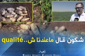 بذور البطاطا بمعايير عالمية..تفتح باب المنتوج المحلي على السوق الدولية