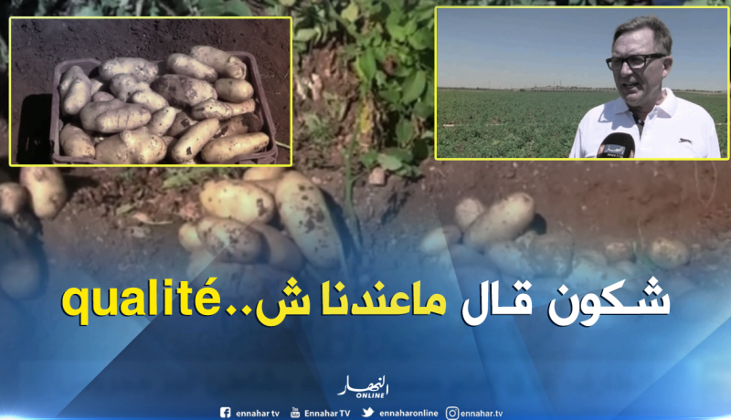بذور البطاطا بمعايير عالمية..تفتح باب المنتوج المحلي على السوق الدولية