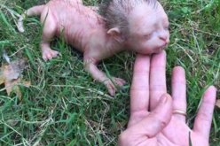 ما حقيقة صور الهر برأس إنسان