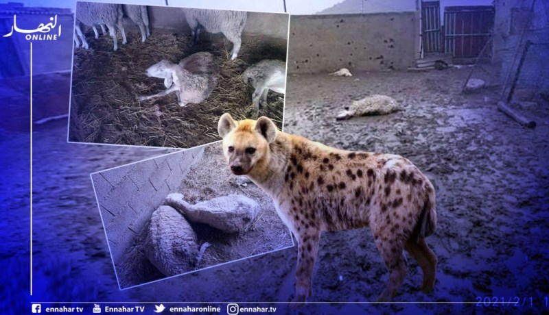 قسنطينة: ضبع يقتحم مزرعة بعين السمارة ويقتل 15 راس غنم